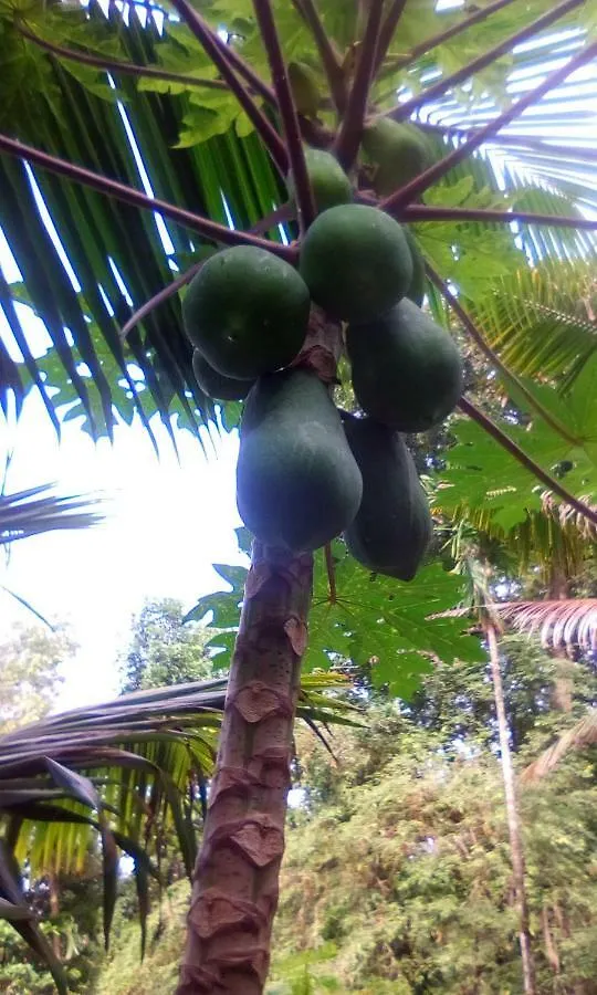 Marari Azhiyakathu Homestay Alappuzha