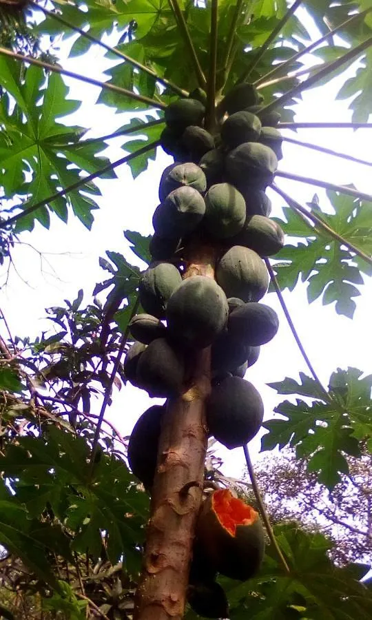 Marari Azhiyakathu Homestay Alappuzha
