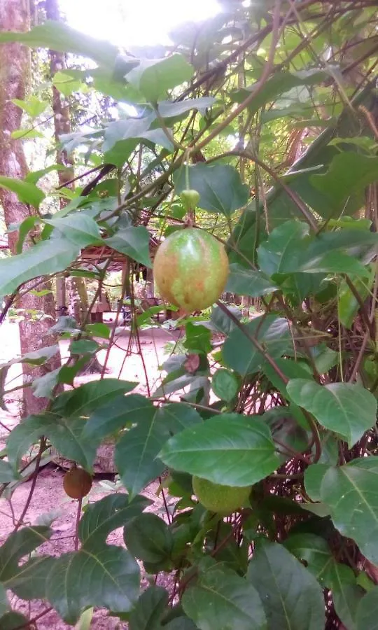 Marari Azhiyakathu Homestay Alappuzha
