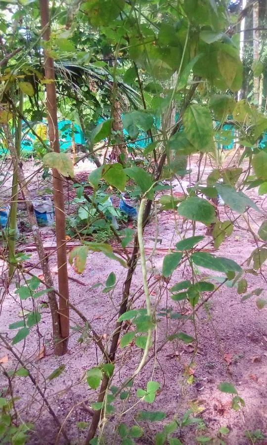 Marari Azhiyakathu Homestay Alappuzha India