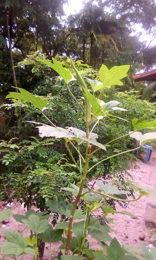 Marari Azhiyakathu Homestay Alappuzha