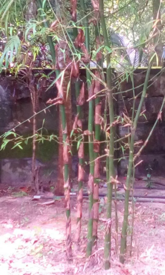 Marari Azhiyakathu Homestay Alappuzha India